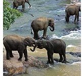 Elephant Safari In Corbett Park
