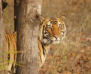 India's Best Tiger Wildlife Safari